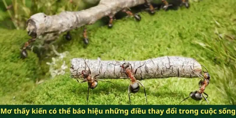 Mơ thấy kiến có thể báo hiệu những điều thay đổi trong cuộc sống