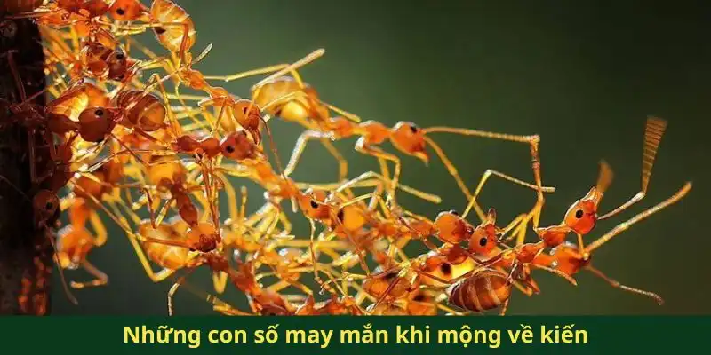 Những con số may mắn khi mộng về kiến